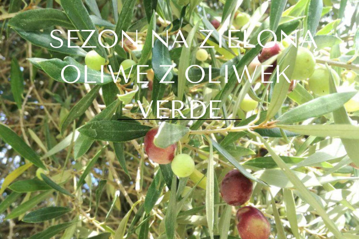 Sezon na zieloną oliwę z oliwek verde.