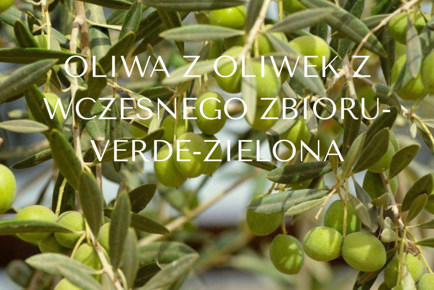 Oliwa z oliwek z wczesnego zbioru oliwa Verde-zielona