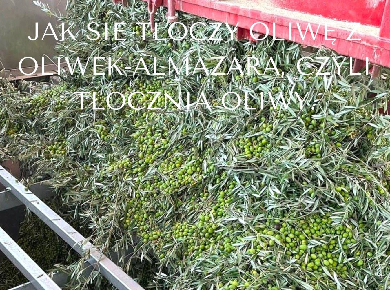 Jak się tłoczy oliwę z oliwek? Almazara czyli tłocznia oliwy