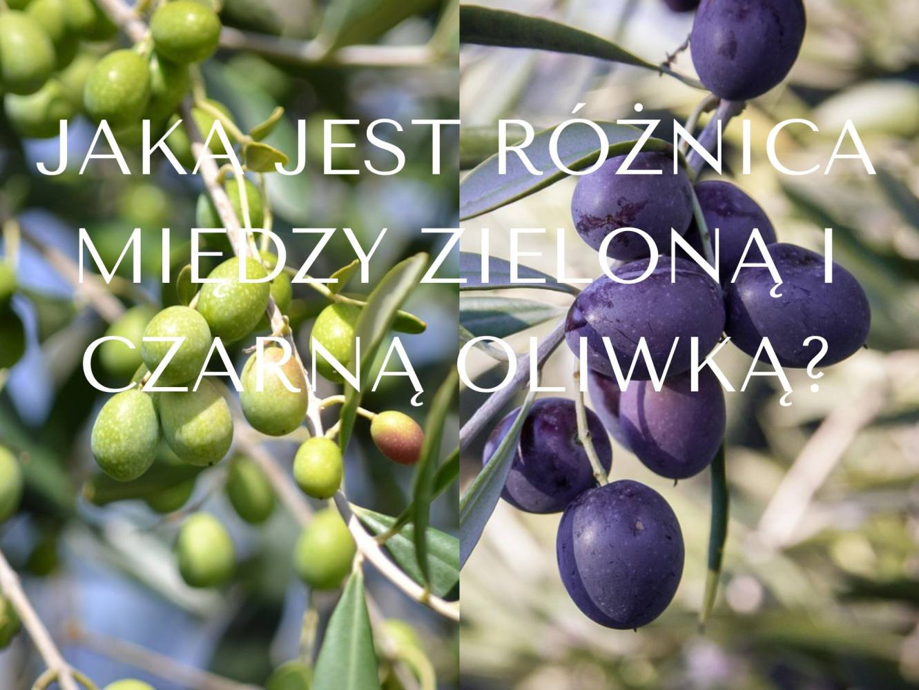 Jaka jest r&oacute;żnica między zieloną i czarną oliwką, czy wpływa ona na jakość oliwy?